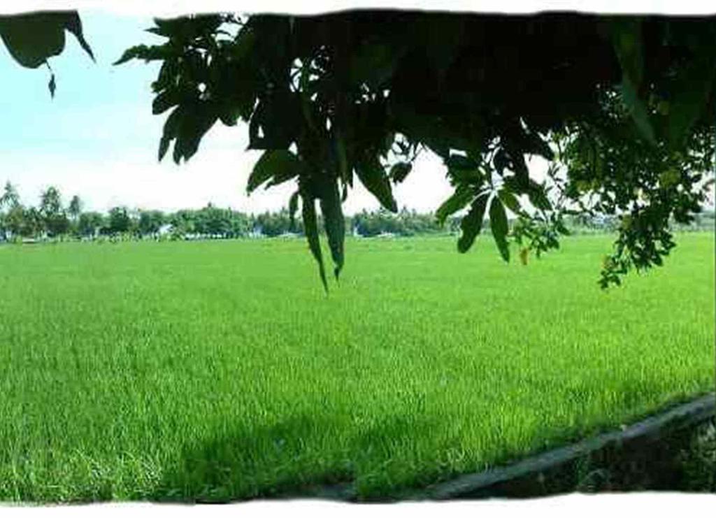 Sawah Lovina Exterior foto